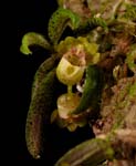 Gchls. fuscopunctatus